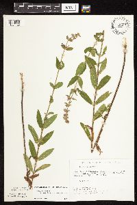 Stachys pilosa var. arenicola image