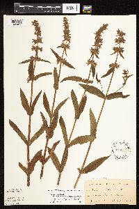 Stachys pilosa var. arenicola image
