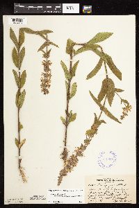 Stachys pilosa var. arenicola image