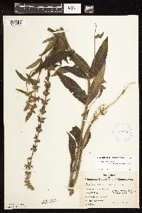 Stachys pilosa var. arenicola image