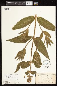 Stachys pilosa var. arenicola image