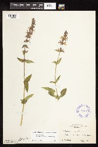 Stachys pilosa var. arenicola image