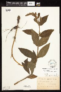 Stachys pilosa image