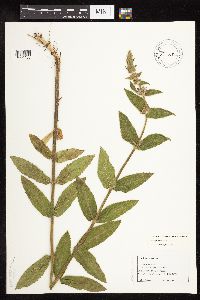 Stachys pilosa var. pilosa image
