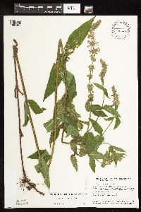 Stachys pilosa var. pilosa image