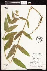 Stachys pilosa var. pilosa image