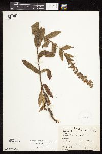 Stachys pilosa var. pilosa image