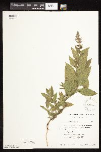 Stachys pilosa image