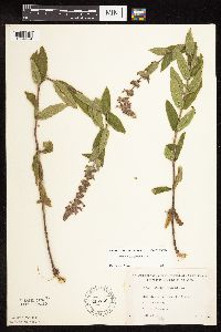 Stachys pilosa var. pilosa image