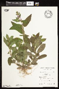 Stachys pilosa var. pilosa image