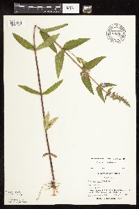 Stachys pilosa var. pilosa image