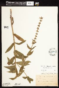 Stachys pilosa var. pilosa image