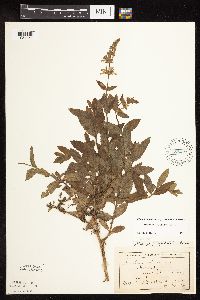 Stachys pilosa var. pilosa image