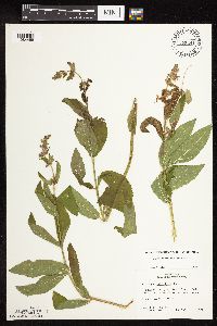 Stachys pilosa var. pilosa image