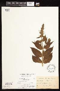 Stachys pilosa var. pilosa image