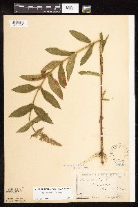Stachys pilosa var. pilosa image