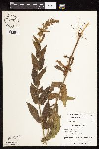 Stachys pilosa var. pilosa image