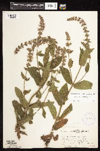 Stachys pilosa var. pilosa image