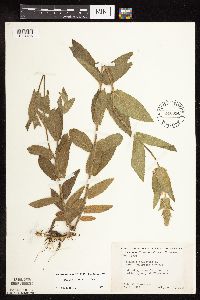 Stachys pilosa var. pilosa image