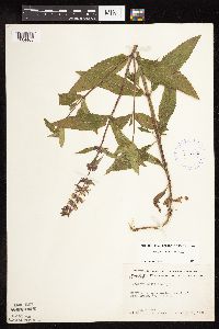 Stachys pilosa var. pilosa image