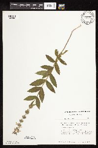 Stachys pilosa var. pilosa image