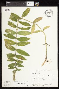 Stachys pilosa var. pilosa image