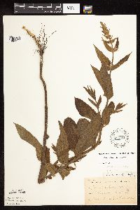 Stachys pilosa var. pilosa image