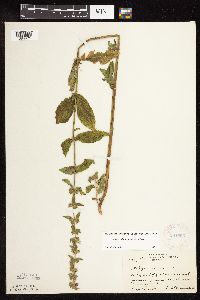 Stachys pilosa var. pilosa image
