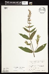 Stachys pilosa var. pilosa image