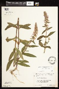 Stachys pilosa var. pilosa image