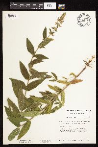 Stachys pilosa var. pilosa image