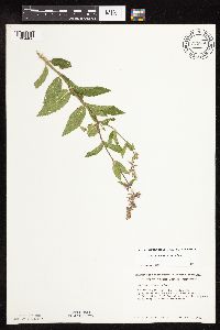 Stachys pilosa var. pilosa image