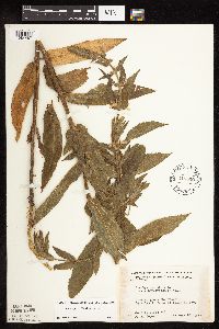 Stachys pilosa var. pilosa image