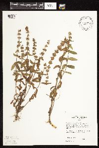Stachys palustris image