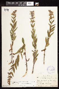 Stachys pilosa var. pilosa image