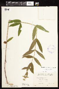 Stachys pilosa var. pilosa image