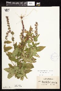 Stachys pilosa var. pilosa image