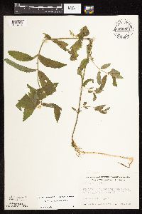Stachys pilosa image