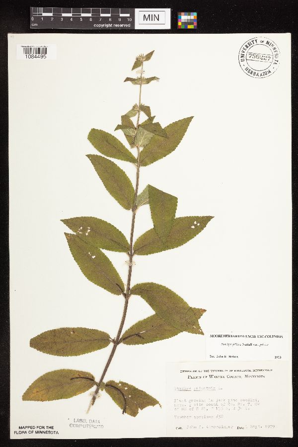 Stachys pilosa var. pilosa image
