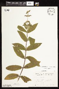Stachys pilosa image