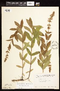 Stachys pilosa var. pilosa image