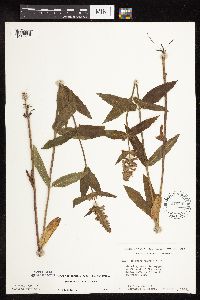 Stachys pilosa var. pilosa image