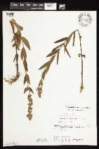 Stachys pilosa var. pilosa image