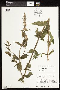Stachys pilosa var. pilosa image
