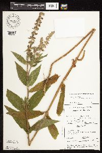 Stachys pilosa image
