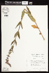 Stachys pilosa var. arenicola image