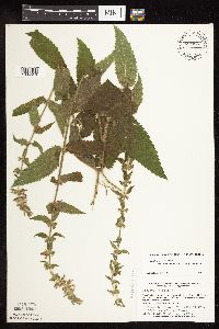 Stachys pilosa var. arenicola image