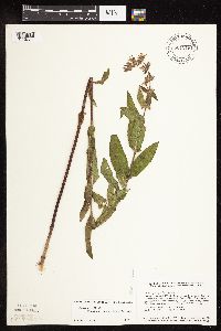 Stachys pilosa image