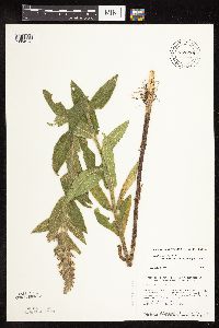 Stachys pilosa image