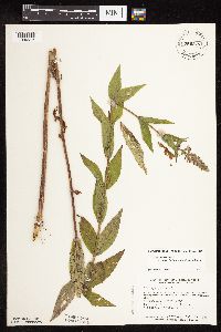 Stachys pilosa var. arenicola image